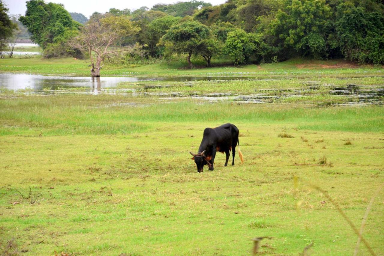 Dula Lake Resort Anuradhapura Eksteriør bilde